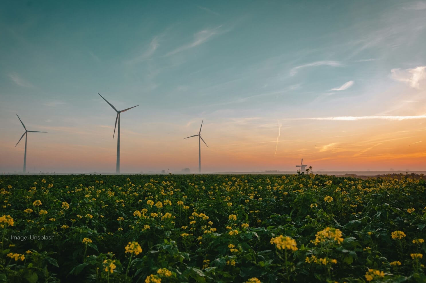 wind-turbines-in-distance-yellow-flowers.jpg