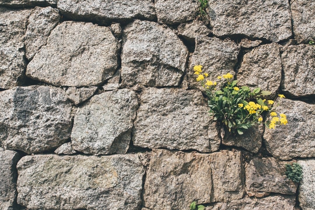 yellow-flowers-growing-in-wall.jpg
